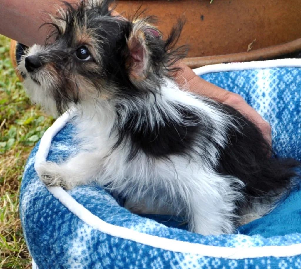 Welpen Yorkie, puppy Mixed Breed for adoption at Tierheim Hof, Hof