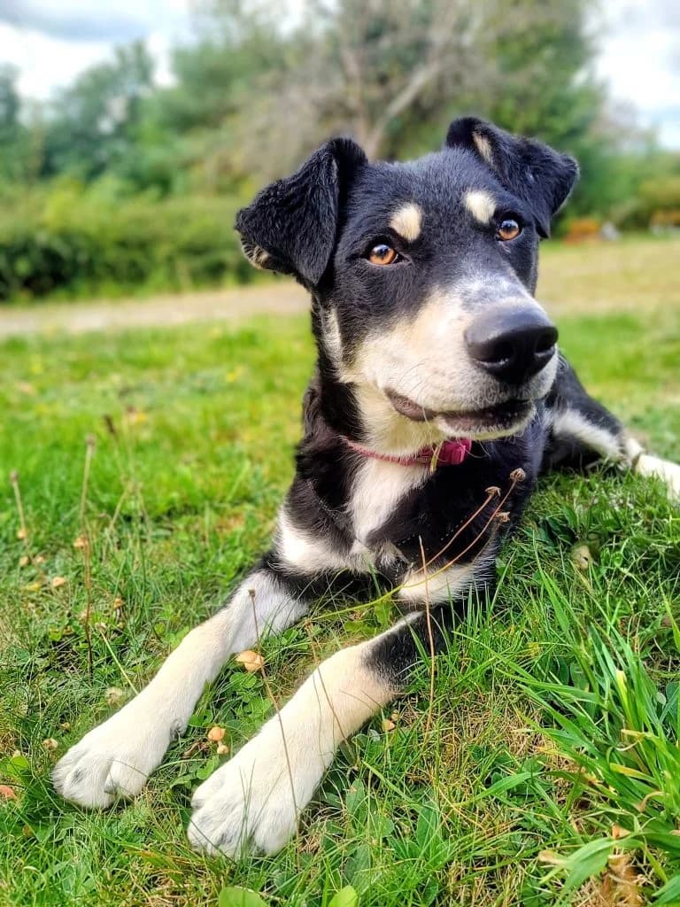 Hund Ellie, female Mixed Breed for adoption at Tierheim Hof, Hof