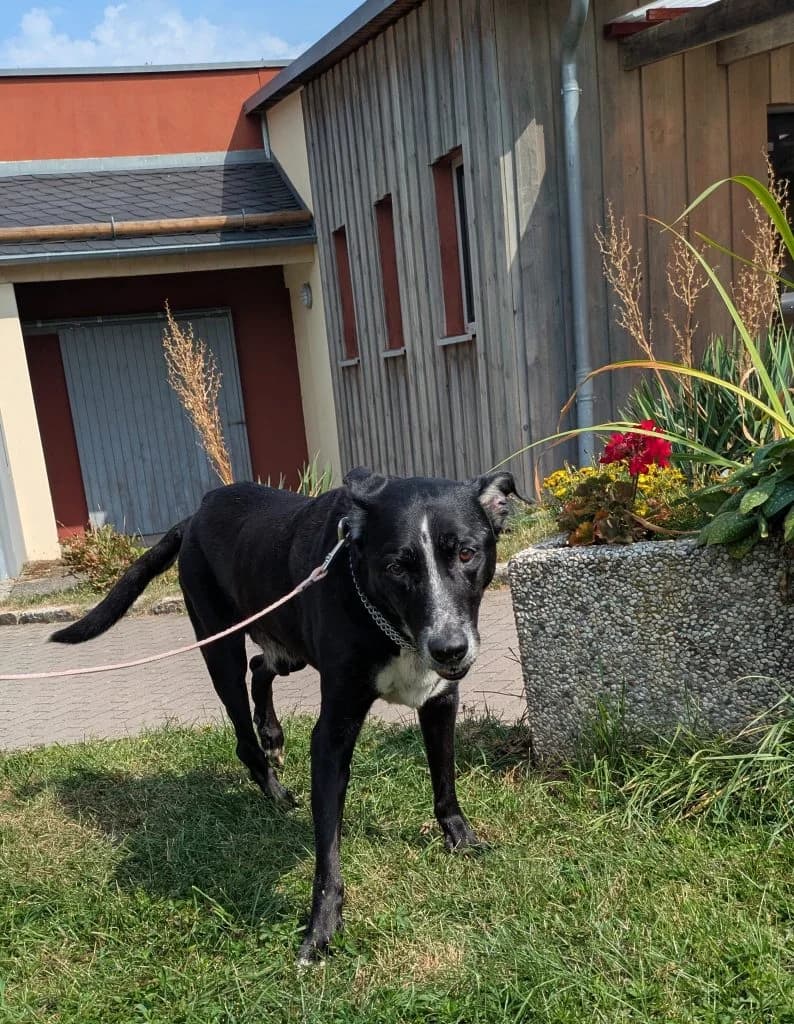 Hund Ashton, male Mixed Breed for adoption at Tierheim Hof, Hof
