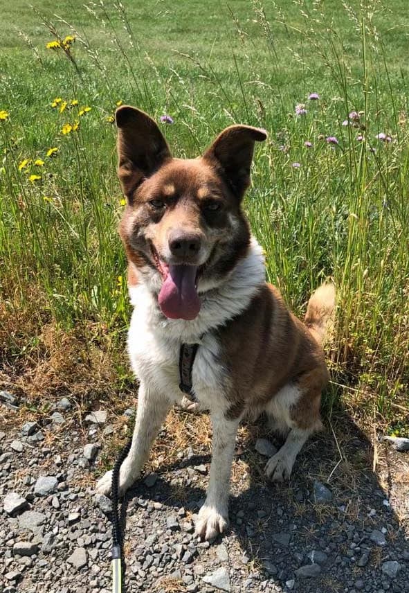 Hund Nobby, male Mixed Breed for adoption at Tierheim Hof, Hof