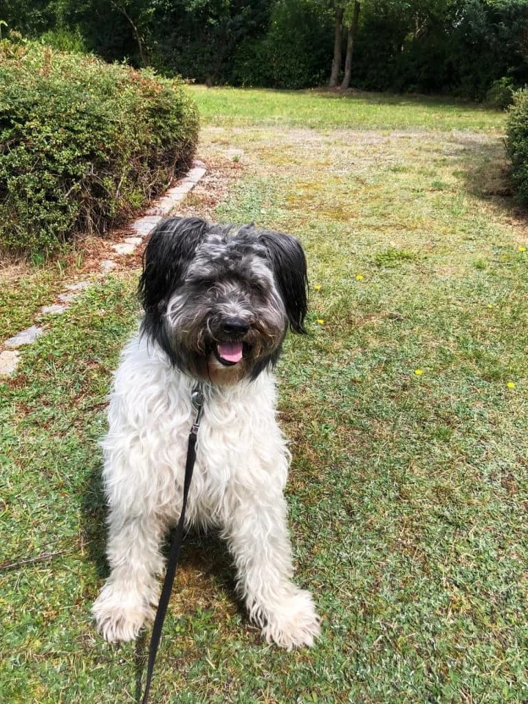 Hund Paco, male Mixed Breed for adoption at Tierheim Hof, Hof