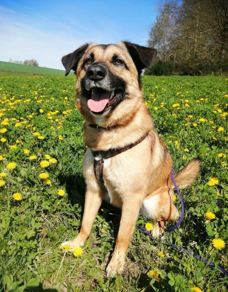 Barry,  Mixed Breed for adoption at Tierheim Hof, Hof
