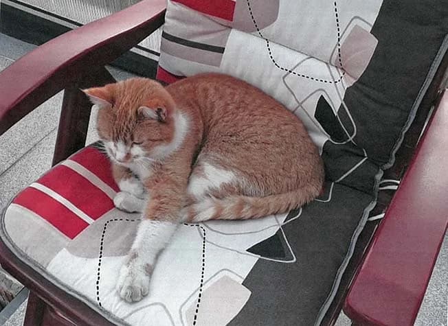 Kater Carlo wird vermisst, Mixed Breed (Tierheim Horka)