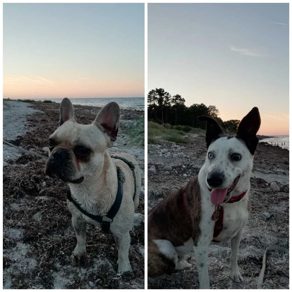 Urlaubsgrüße von Lotti und Titus,  3yo Mixed Breed for adoption at Tierheim Horka, Horka