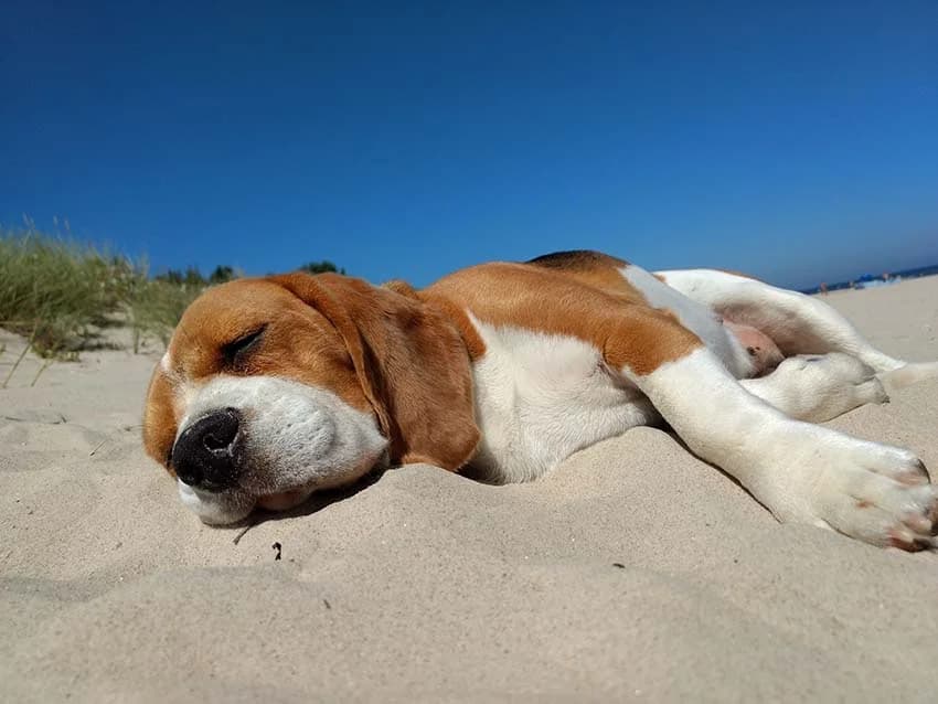 Urlaub auf Usedom, sand female Mixed Breed for adoption at Tierheim Horka, Horka