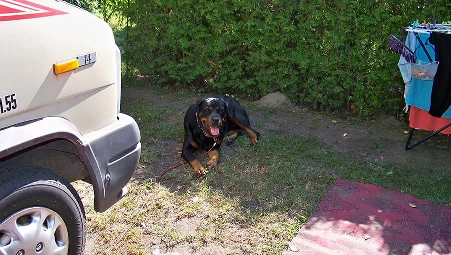 Dina am Balaton, female Mixed Breed for adoption at Tierheim Horka, Horka