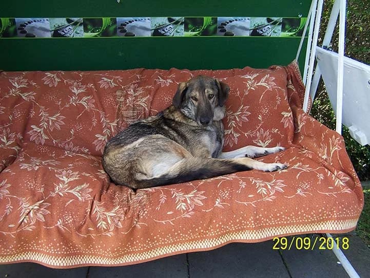 Neuigkeiten von Bob, male Mixed Breed for adoption at Tierheim Horka, Horka