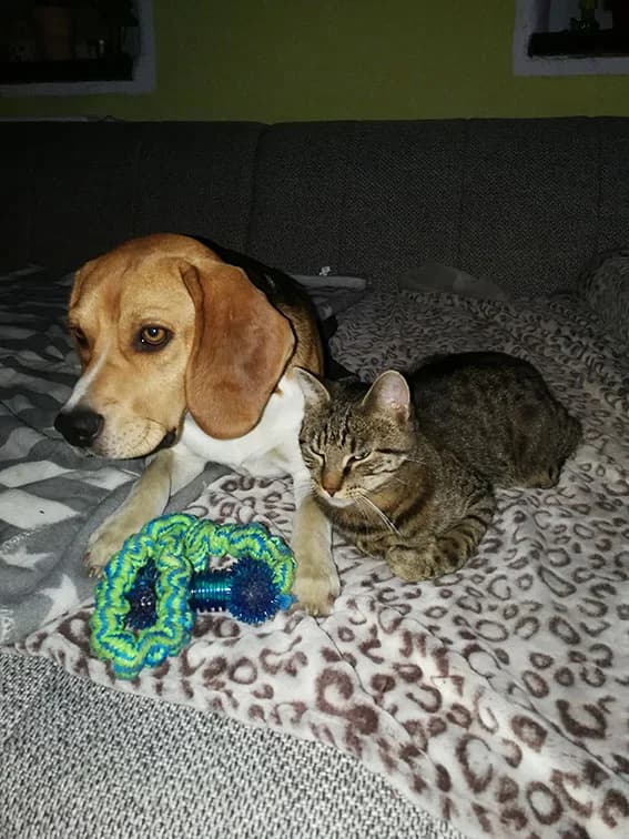 Beagle Eddie, Mixed Breed (Tierheim Horka)