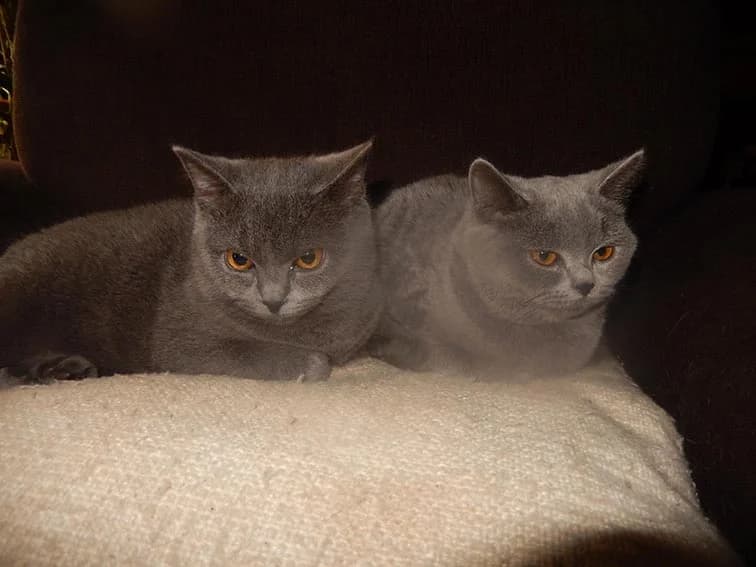 Katzenkinder Filou und Gipsy,  Mixed Breed for adoption at Tierheim Horka, Horka
