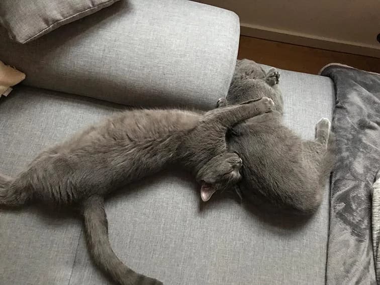 Kartäuser-Kater, Mixed Breed (Tierheim Horka)