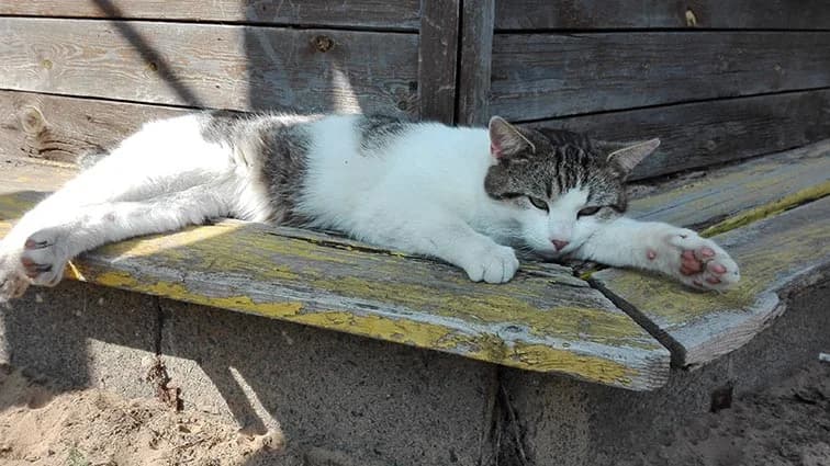 Kater vermisst, Mixed Breed (Tierheim Horka)