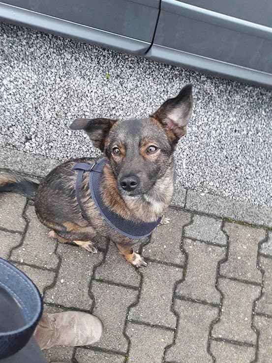 Grüße von Frija, female young Mixed Breed for adoption at Tierheim Horka, Horka