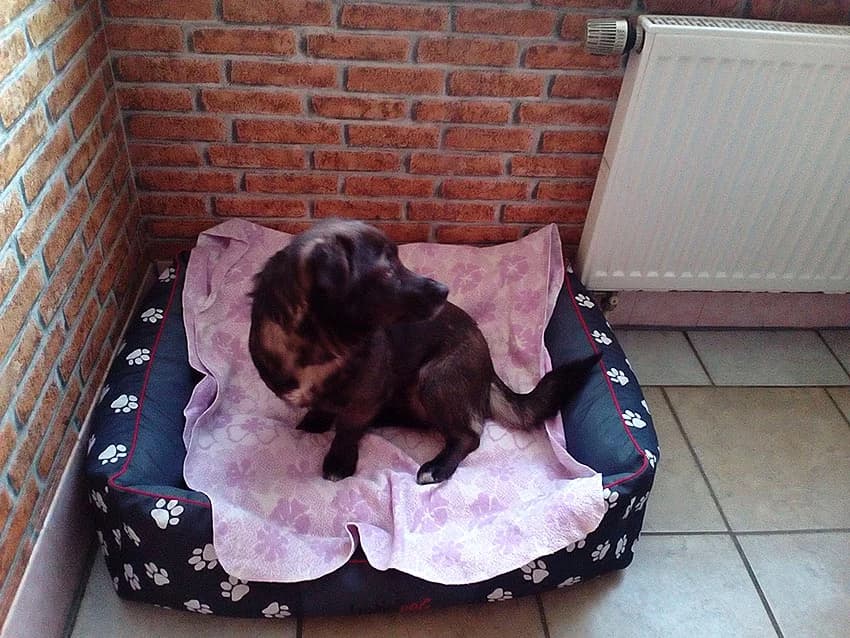 Hündin Lisa,  Mixed Breed for adoption at Tierheim Horka, Horka