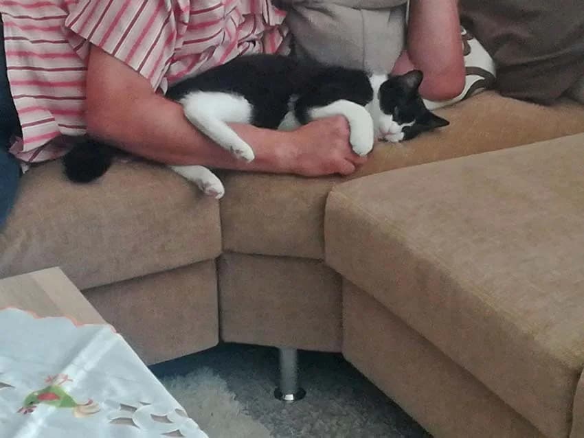Kater Pablo, Mixed Breed (Tierheim Horka)