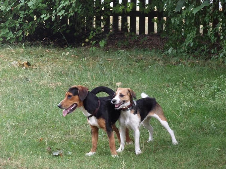 Grüße aus Guben, Mixed Breed (Tierheim Horka)
