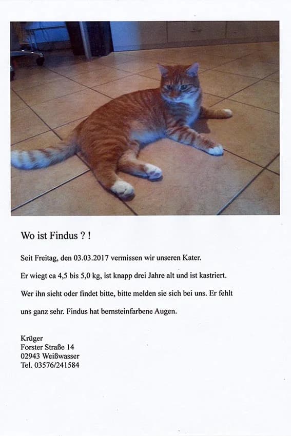 Wo ist Findus, weiß male Mixed Breed for adoption at Tierheim Horka, Horka