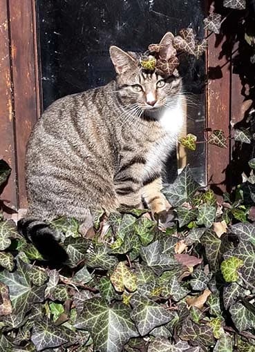 Kater Casanova wird vermisst, Mixed Breed (Tierheim Horka)