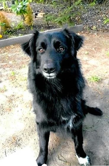 Mischlingsrüde Nuck wird vermisst, Mixed Breed (Tierheim Horka)