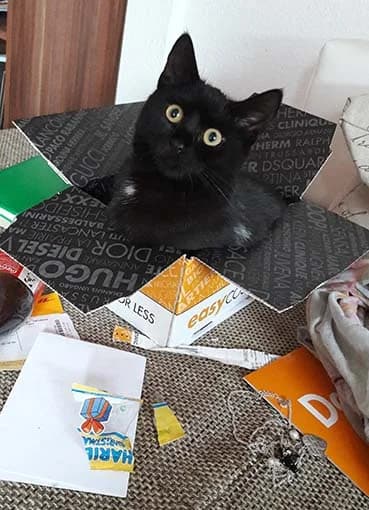 Katze Frieda wird vermisst, Mixed Breed (Tierheim Horka)