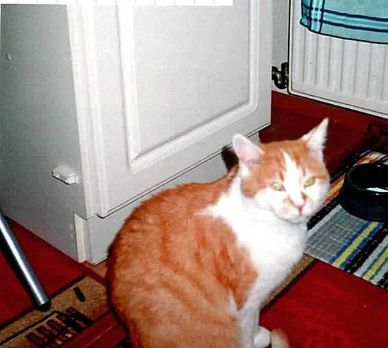 Kater Schnurri wird vermisst, Mixed Breed (Tierheim Horka)