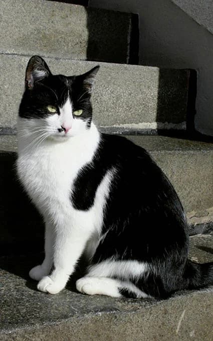 Kater Max wird vermisst, Mixed Breed (Tierheim Horka)