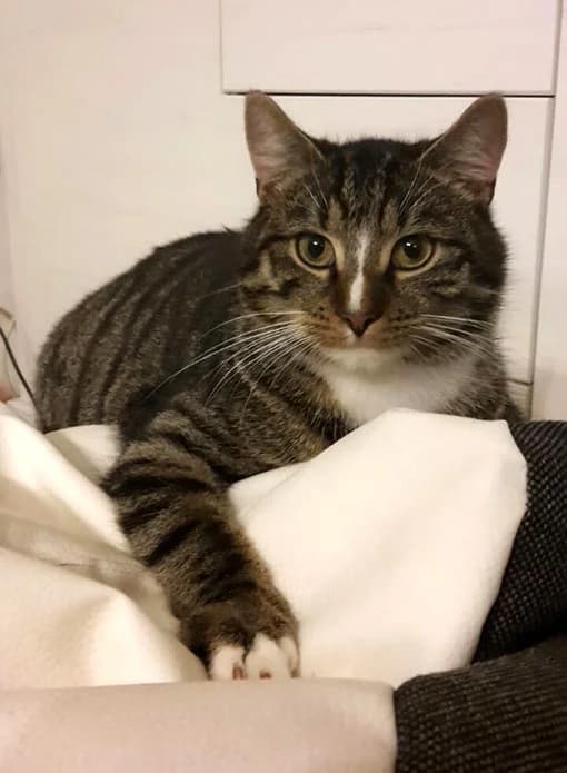 Kater Tiger wird vermisst, Mixed Breed (Tierheim Horka)