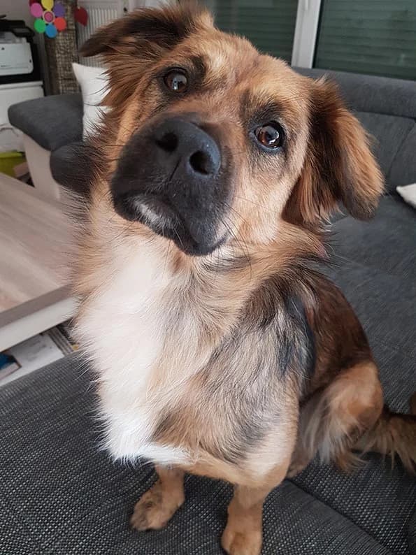 Ostergrüße von Nelli, Mixed Breed (Tierheim Horka)