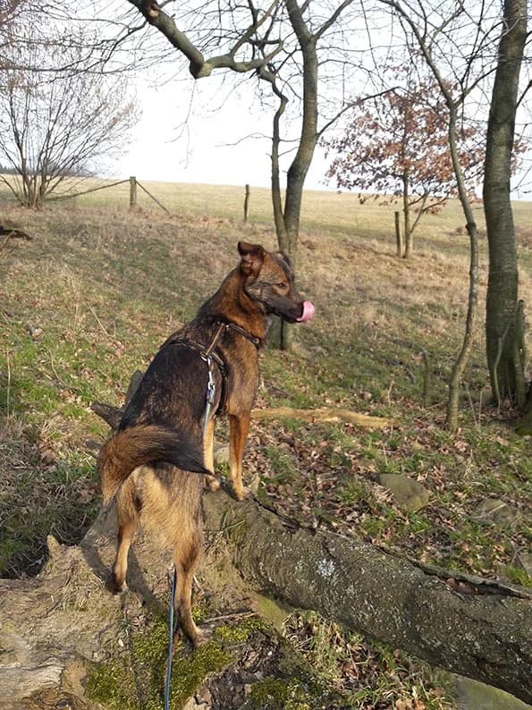 Grüße von Mia, Mixed Breed (Tierheim Horka)