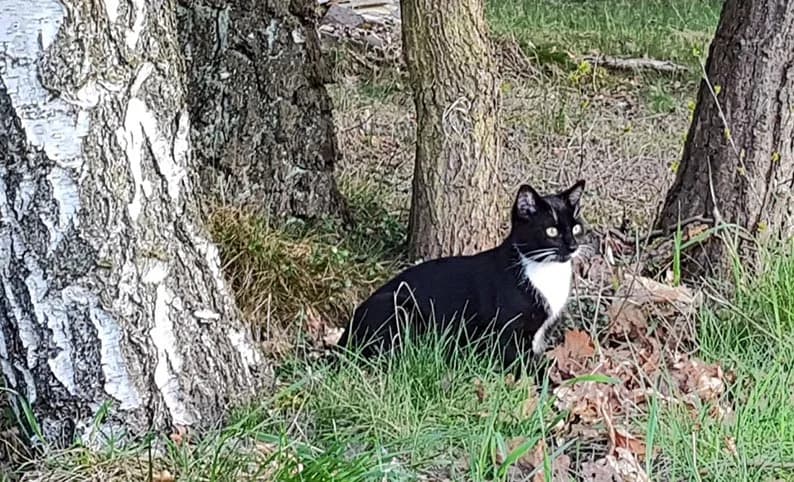 Kater Filou, male Mixed Breed for adoption at Tierheim Horka, Horka