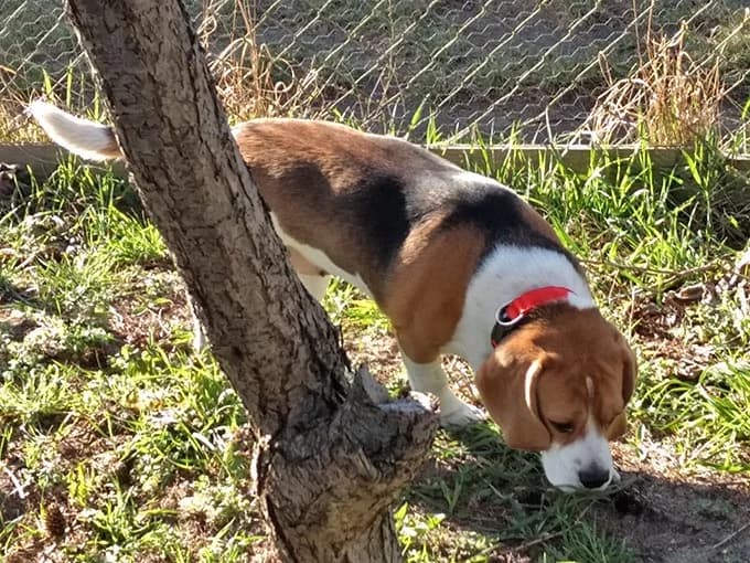 Beaglehündin Maja, female Mixed Breed for adoption at Tierheim Horka, Horka