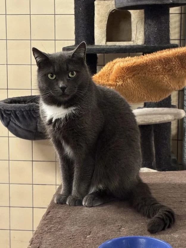 Luxi, male 5yo Mixed Breed for adoption at Tierheim Husum