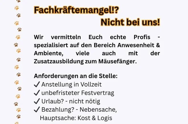 Scheue Mäusefänger suchen Job,  Mixed Breed for adoption at Tierheim Jübberde, Uplengen