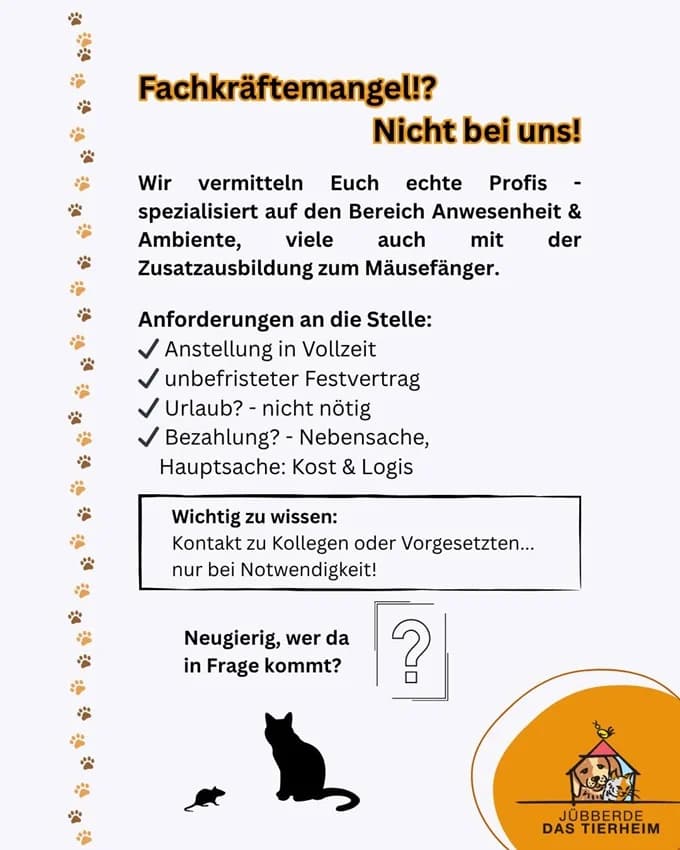 Scheue Mäusefänger suchen Job,  Mixed Breed for adoption at Tierheim Jübberde, Uplengen — photo 2 of 6