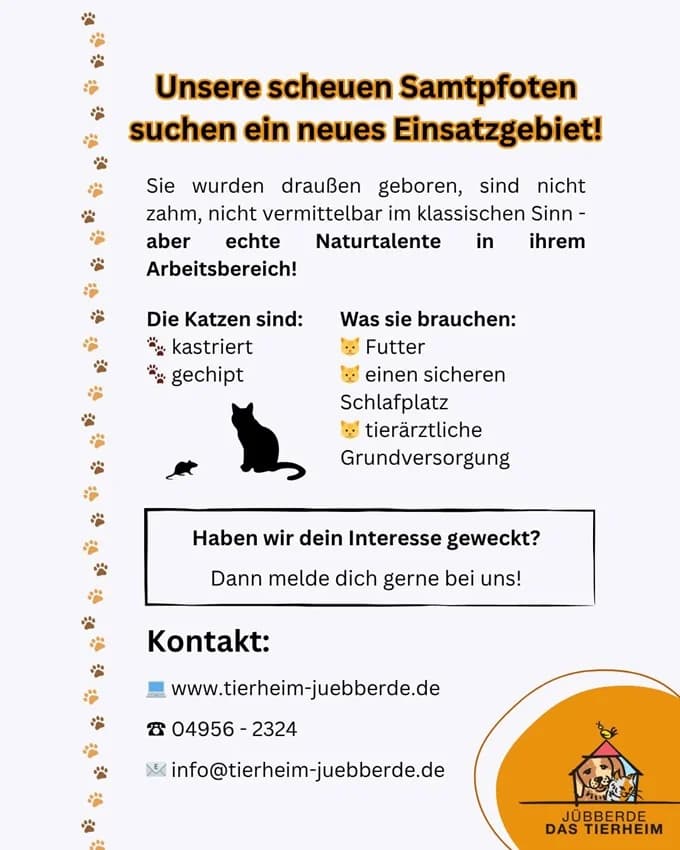 Scheue Mäusefänger suchen Job,  Mixed Breed for adoption at Tierheim Jübberde, Uplengen — photo 3 of 6