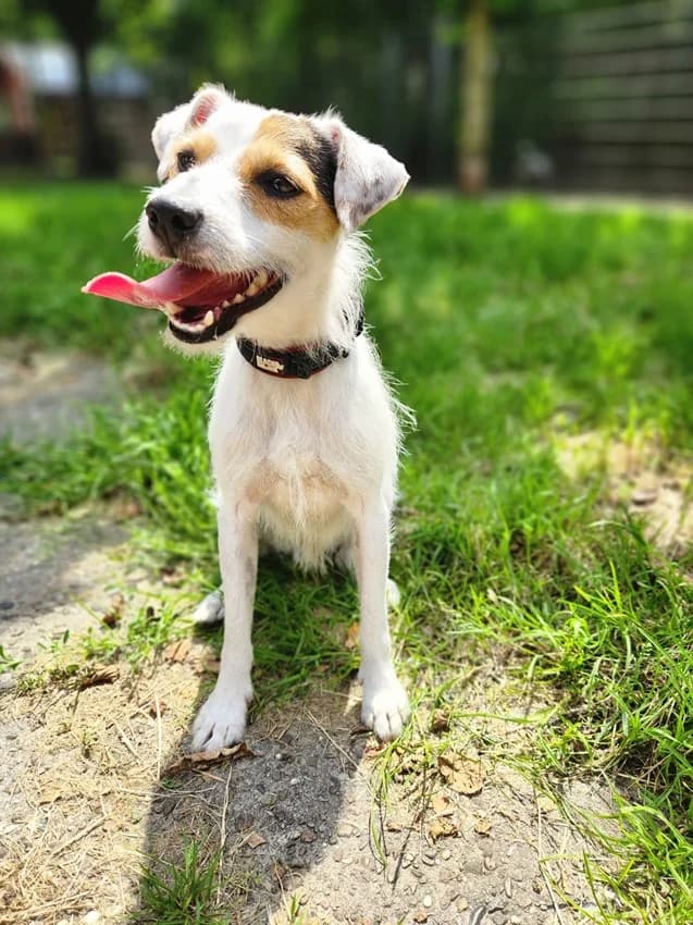 Firlefanz, weiß mit braun male mixed breed for adoption at Tierheim Jübberde, Uplengen