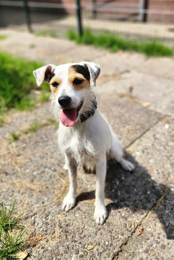 Firlefanz, weiß mit braun male mixed breed for adoption at Tierheim Jübberde, Uplengen — photo 3 of 5