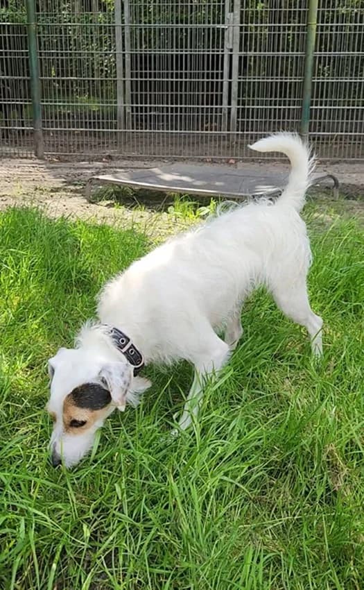 Firlefanz, weiß mit braun male mixed breed for adoption at Tierheim Jübberde, Uplengen — photo 4 of 5