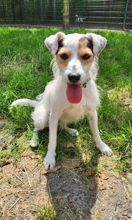 Firlefanz, weiß mit braun male mixed breed for adoption at Tierheim Jübberde, Uplengen — photo 5 of 5