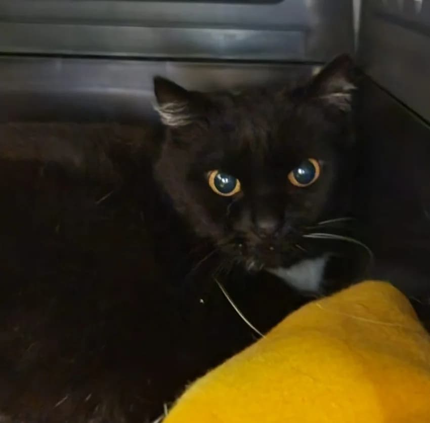 Saartje, schwarz mit etwas weißIm Tierheim seit: Januar 2026 female mixed breed for adoption at Tierheim Jübberde, Uplengen