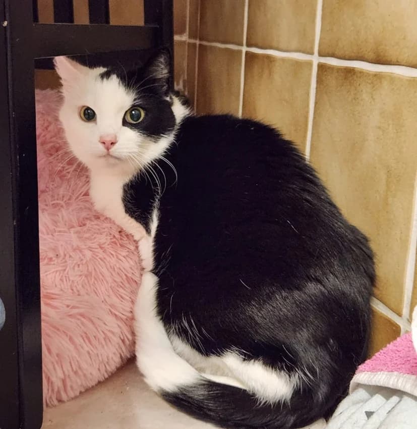 Swiebertje, weiß-schwarzIm Tierheim seit: Januar 2026 male mixed breed for adoption at Tierheim Jübberde, Uplengen