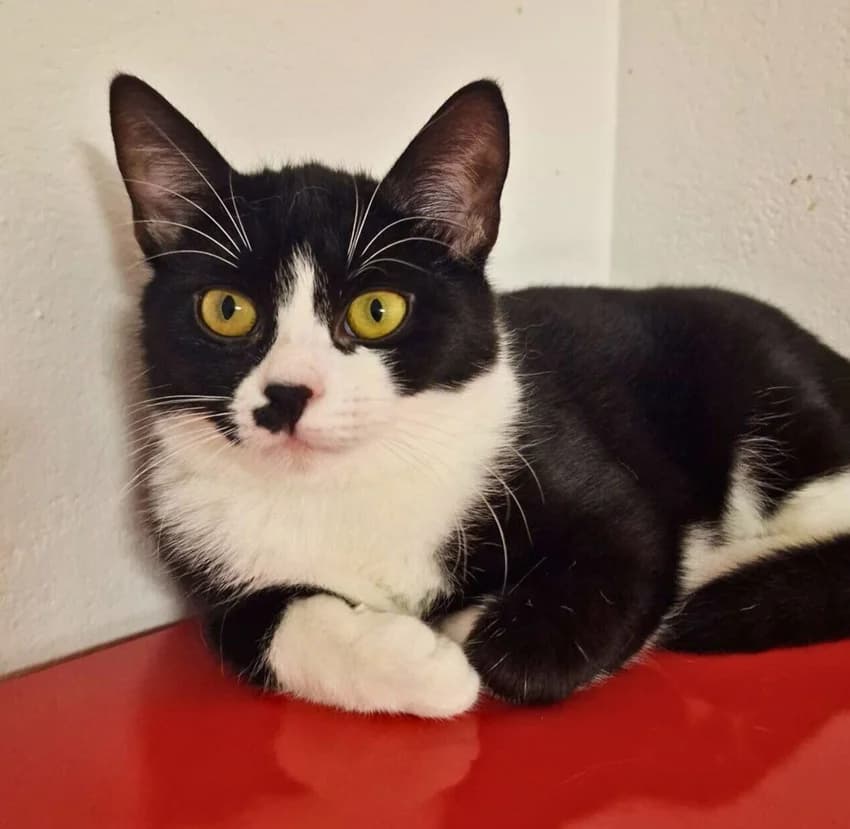 Deike, schwarz/weißIm Tierheim seit: Dezember 2025 female mixed breed for adoption at Tierheim Jübberde, Uplengen