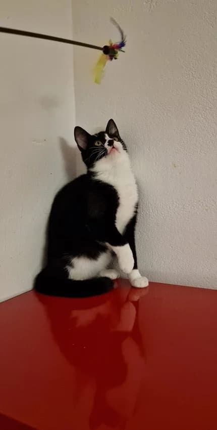 Deike, schwarz/weißIm Tierheim seit: Dezember 2025 female mixed breed for adoption at Tierheim Jübberde, Uplengen — photo 2 of 3