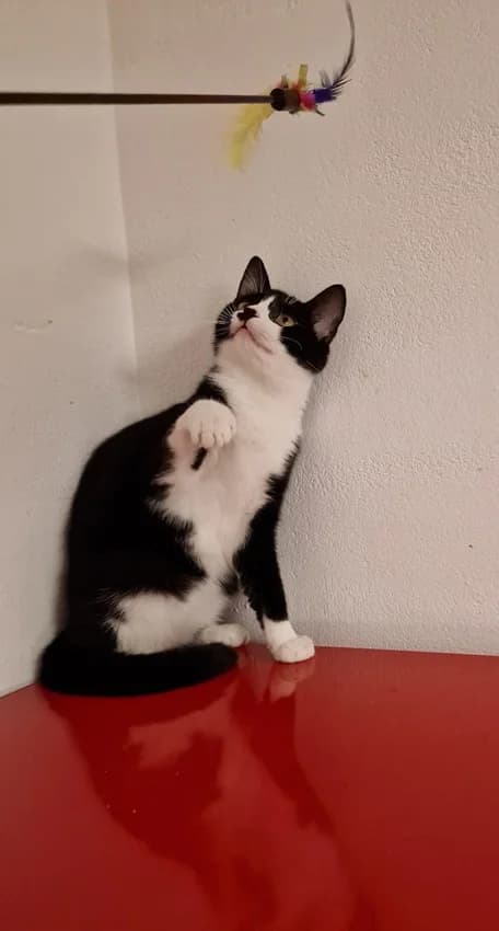 Deike, schwarz/weißIm Tierheim seit: Dezember 2025 female mixed breed for adoption at Tierheim Jübberde, Uplengen — photo 3 of 3