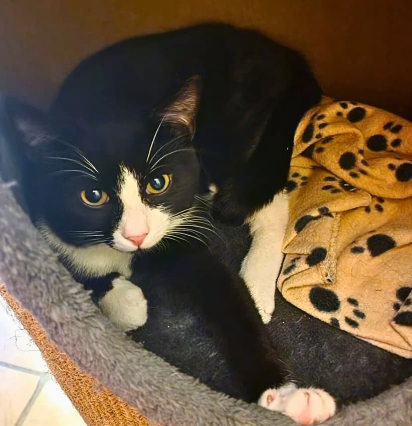 Duke, schwarz/weißIm Tierheim seit: Dezember 2025 male mixed breed for adoption at Tierheim Jübberde, Uplengen