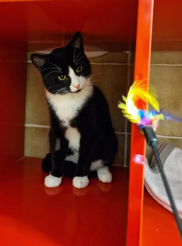 Duke, schwarz/weißIm Tierheim seit: Dezember 2025 male mixed breed for adoption at Tierheim Jübberde, Uplengen — photo 2 of 3