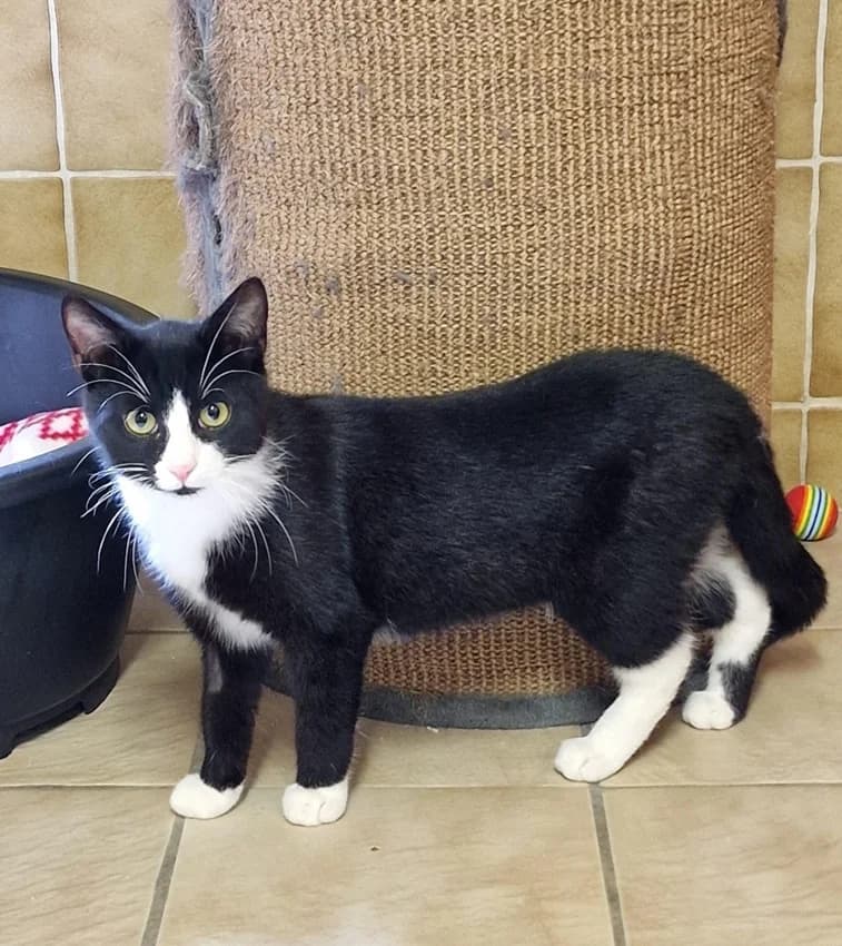 Duke, schwarz/weißIm Tierheim seit: Dezember 2025 male mixed breed for adoption at Tierheim Jübberde, Uplengen — photo 3 of 3