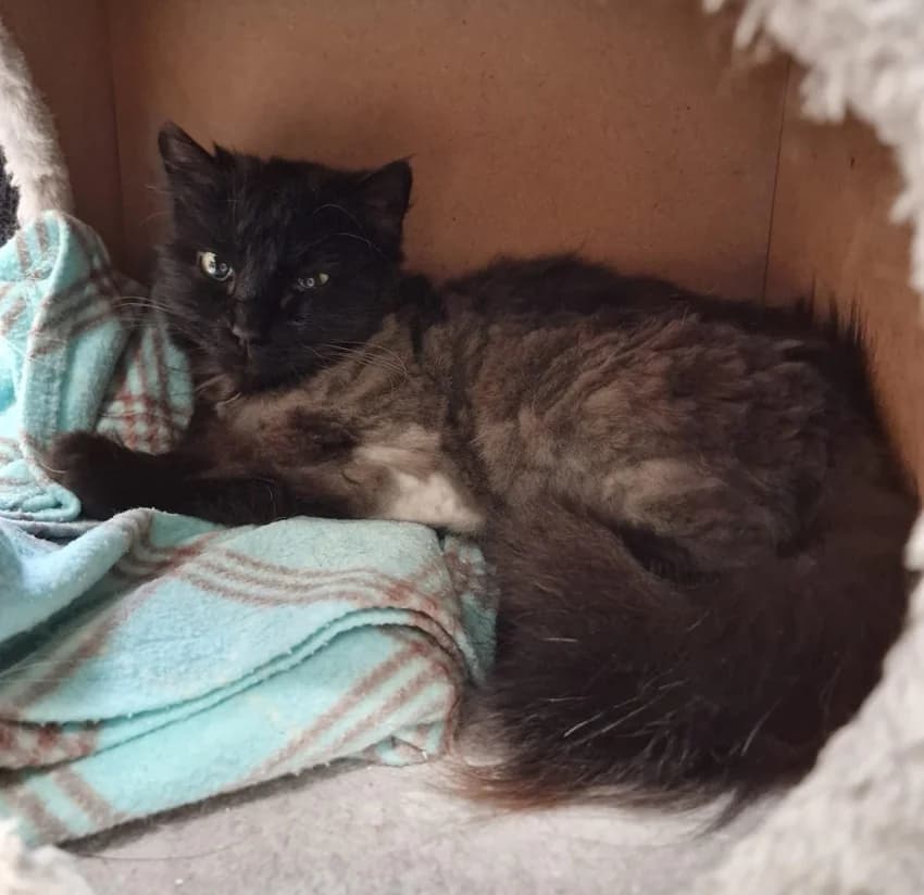 Enna, schwarz/weißIm Tierheim seit: März 2026 female mixed breed for adoption at Tierheim Jübberde, Uplengen