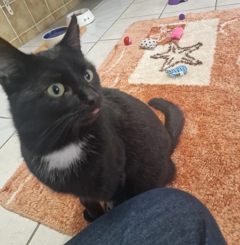 Hugo - reserviert, schwarz/weißIm Tierheim seit: März 2026 male mixed breed for adoption at Tierheim Jübberde, Uplengen