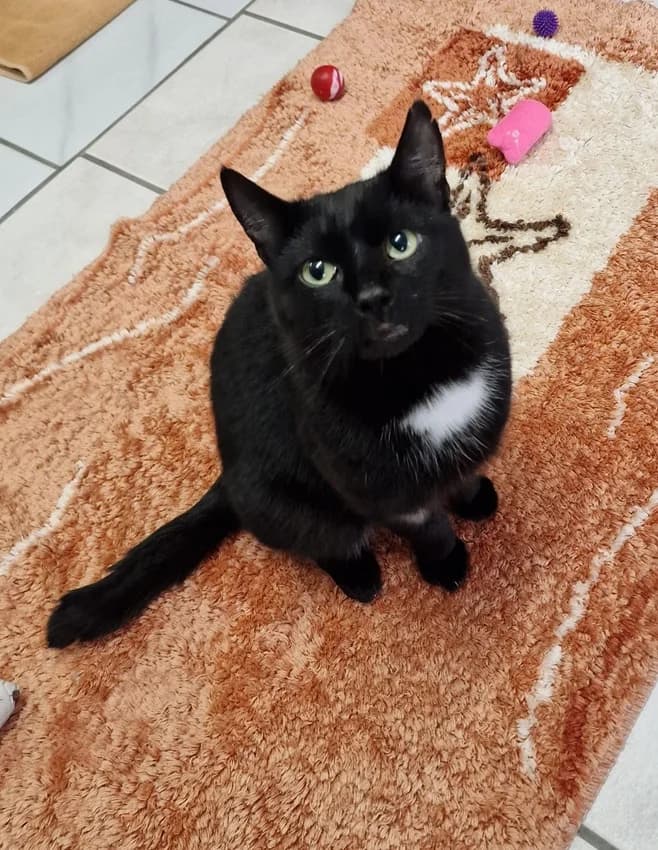 Hugo - reserviert, schwarz/weißIm Tierheim seit: März 2026 male mixed breed for adoption at Tierheim Jübberde, Uplengen — photo 2 of 3