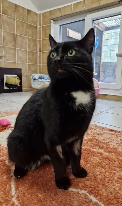 Hugo - reserviert, schwarz/weißIm Tierheim seit: März 2026 male mixed breed for adoption at Tierheim Jübberde, Uplengen — photo 3 of 3